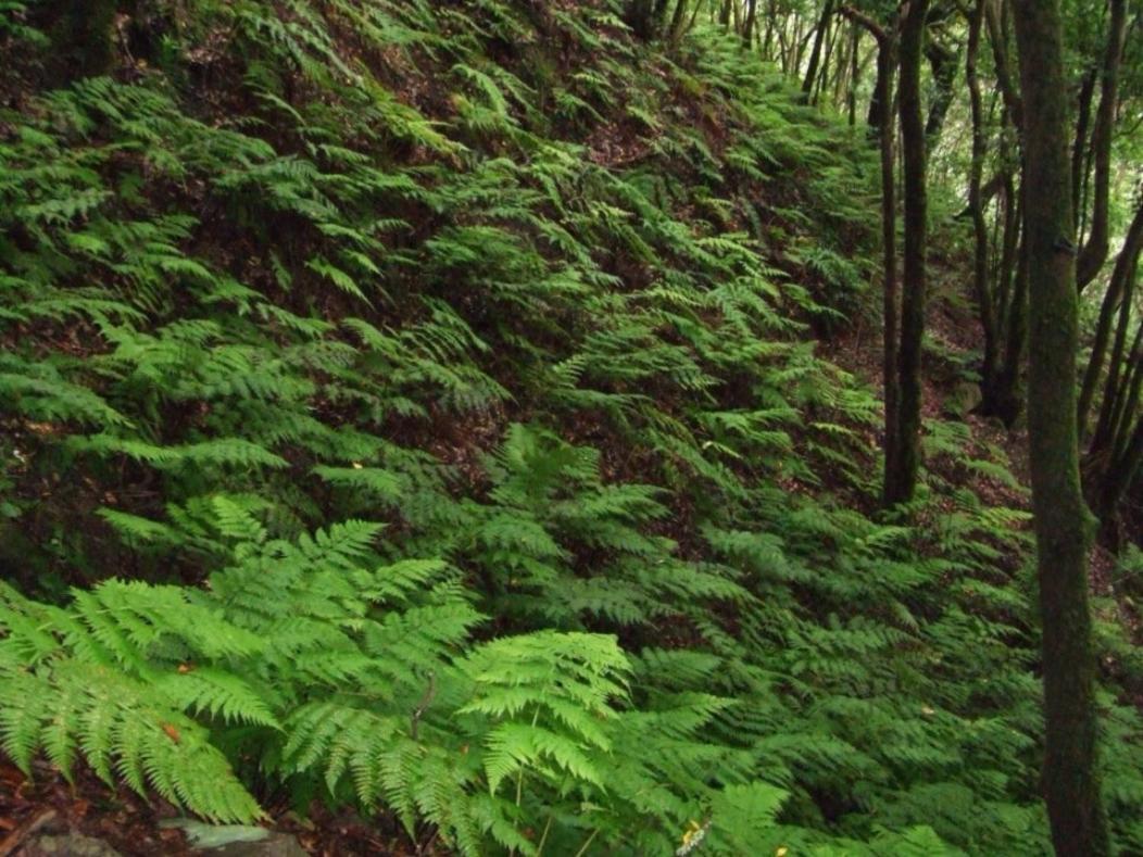 Casa Del Cu Bano A- Biosphere Reserve Taganana Εξωτερικό φωτογραφία